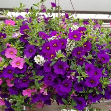 Combination MixMasters™ Shoot the Breeze- 12" Bskt