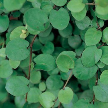 Muehlenbeckia Axillaris, Wire vine- 4 1/3" pot