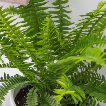 Nephrolepsis Fern 'Australian Sword'- 4 1/3" pots