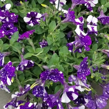 Petunia Headliner™ Night Sky- 4 1/3" pot