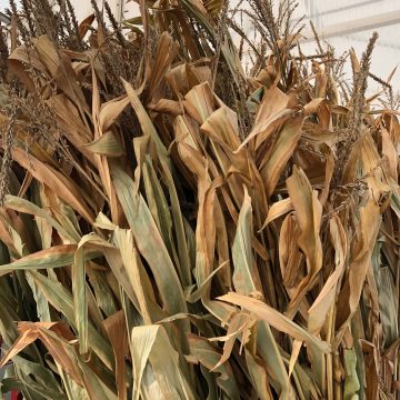 CORN STALK BUNDLE