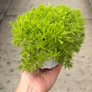 Sedum Lemon Ball – 4 1/3″ Pot