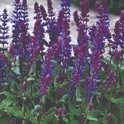 product-2370-1759501926-SLNNEW501-35WP