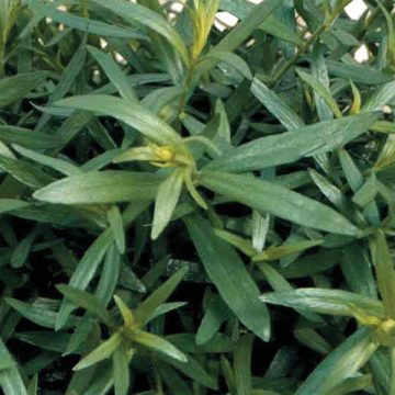Tarragon, French - 3½" pot