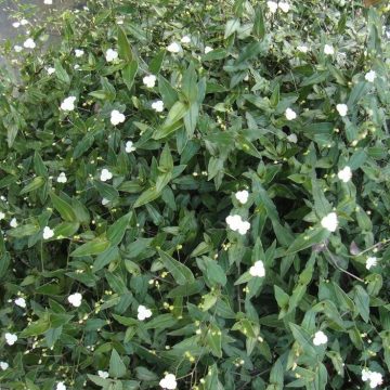 Tahitian Bridal Veil White- 12" Hanging Basket