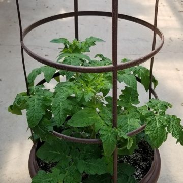 Tomato Slicer 'Patio'- 15" patio pot with cage