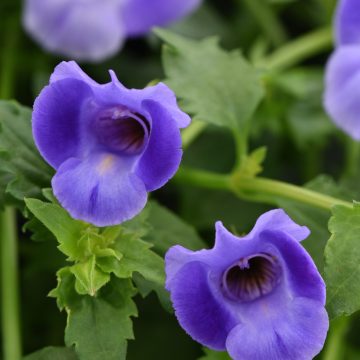 Torenia Summer Wave® Large Blue- 4 1/3" pot