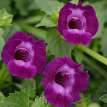 Torenia Summer Wave® Large Violet - 4 1/3" pot