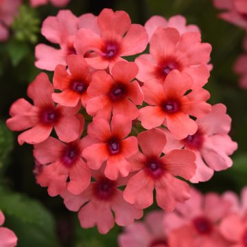 Verbena Lascar™ Mango Orange - 4 1/3" pot