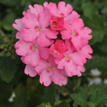 Verbena Lascar™ Pink - 4 1/3" pot