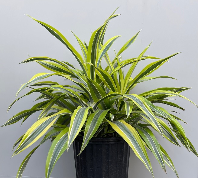 product-27276-1759480986-DRAC10LEML