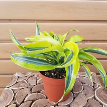DRACAENA warnekii 'Dragon Series' - 4"