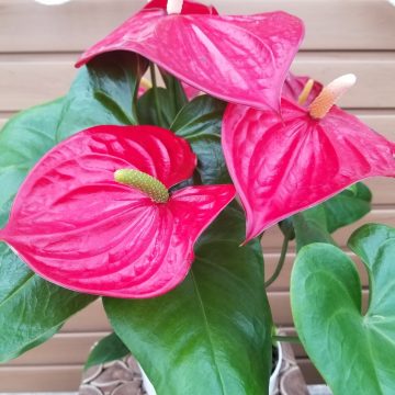 ANTHURIUM, Assorted Colors- 6"