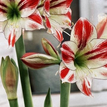 Amaryllis Bulb, Ambiance