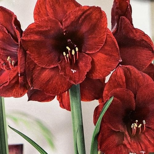 product-27424-1759495234-NB1232120688