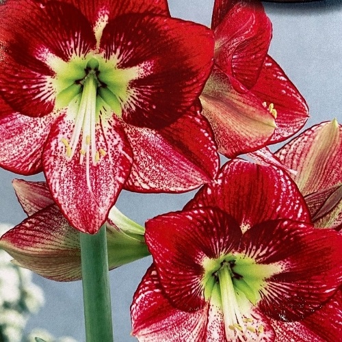 product-27429-1759495242-NB1232209688