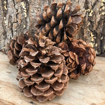 Ponderosa Pine Cone