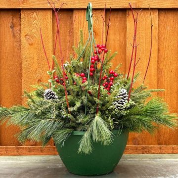 Evergreen Hanging Basket, Red- 12″ Basket