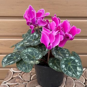 CYCLAMEN, Assorted Varieties – 4″