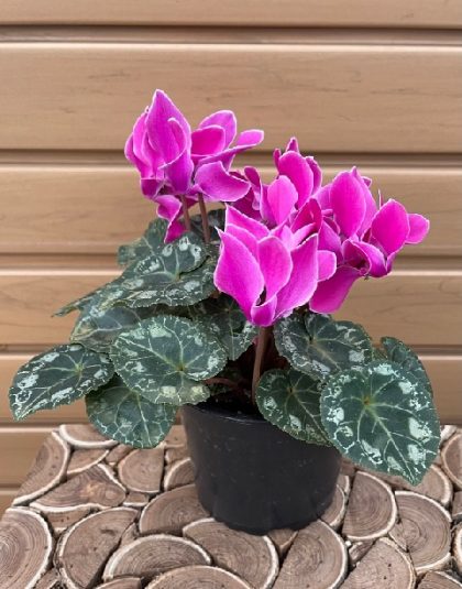 CYCLAMEN, Assorted Varieties – 4″