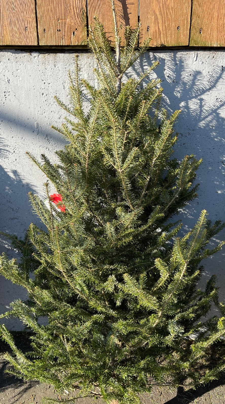 product-33784-1759501973-SMBALSAM