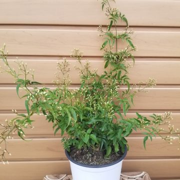 JASMINE BUSH- 6"