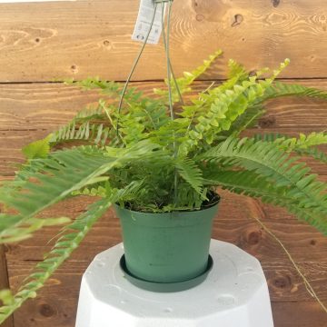 6" Boston Fern