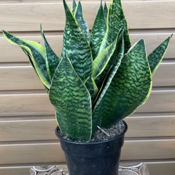 Sansevieria futura 'Superba' - 6"