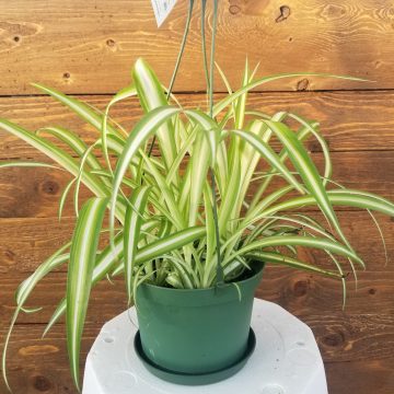 CHLOROPHYTUM, HANGING BASKET- 6"