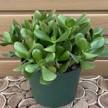 JADE- 6"