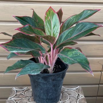 Aglaonema, Red/ Pink- 6"