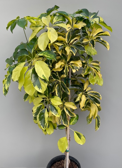 product-39161-1759473249-ARBO10BR