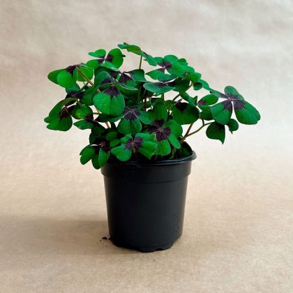 Oxalis ‘Iron Cross’ – 4″