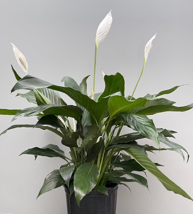 product-44100-1759502413-SPATH8