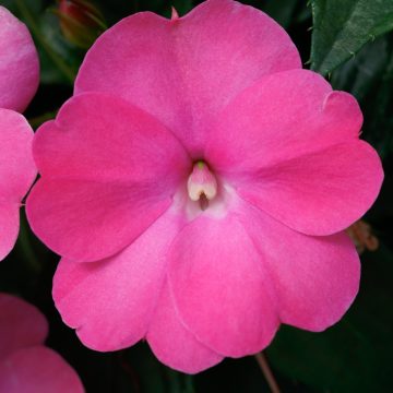 Impatiens SunPatiens® Compact Hot Pink- 4 1/3" pot