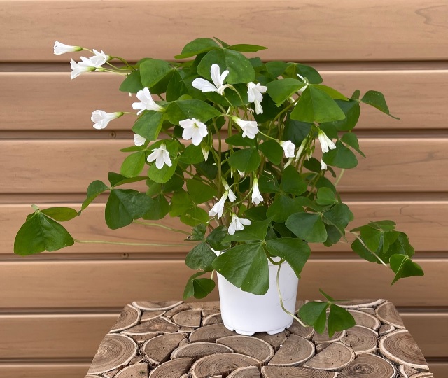 product-44222-1759497525-OXALIS
