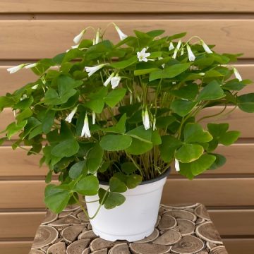 Oxalis - 6"
