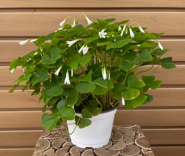 product-44223-1759497531-oxalis6