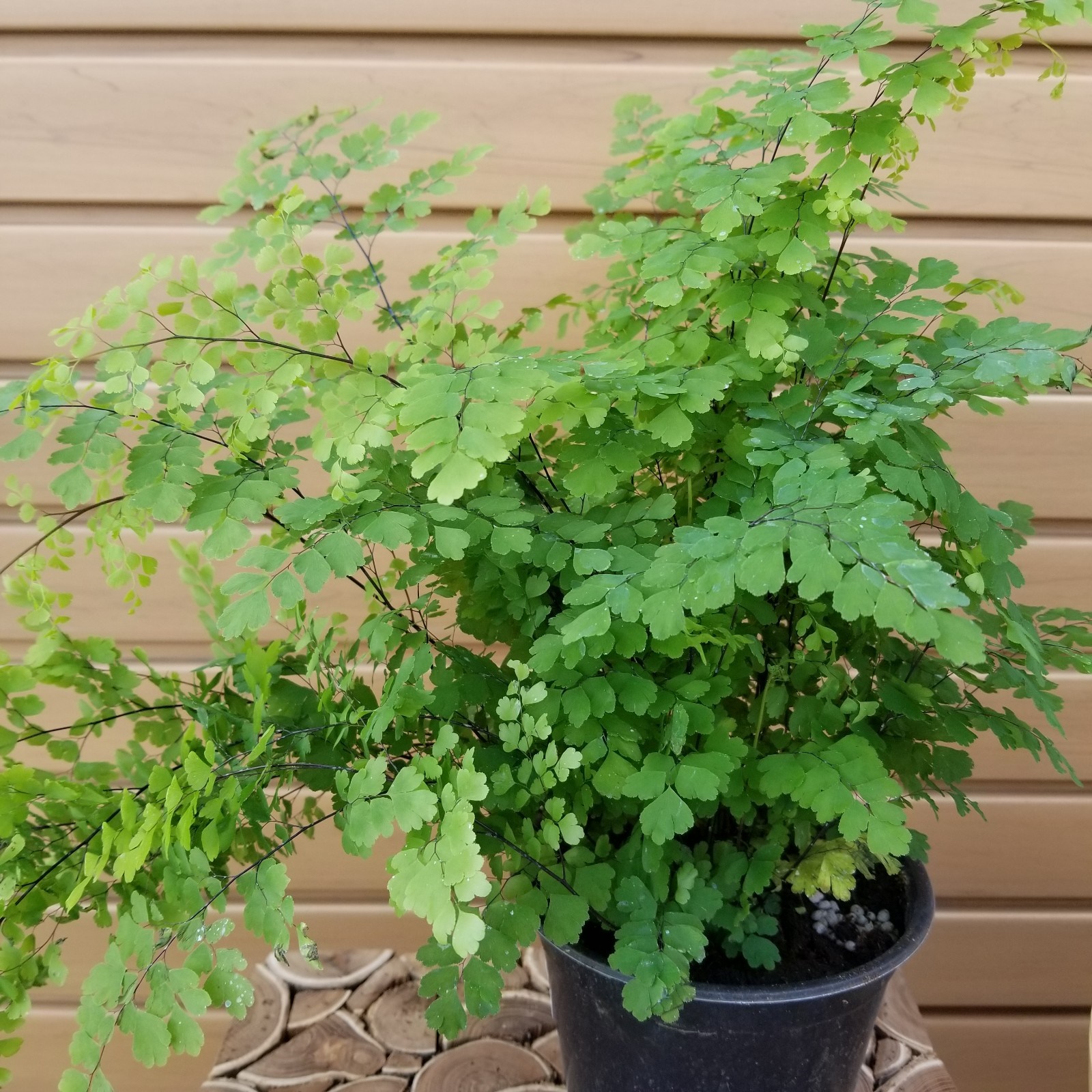 product-44225-1759482228-FERN6MHR