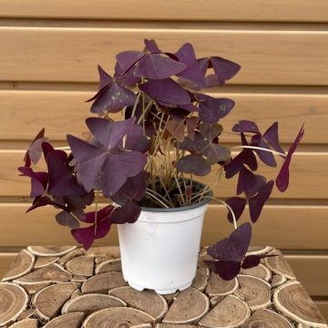 Oxalis, Purple- 4″