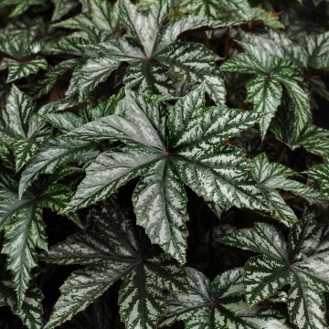 Begonia Hybrid Gryphon - 6" pot