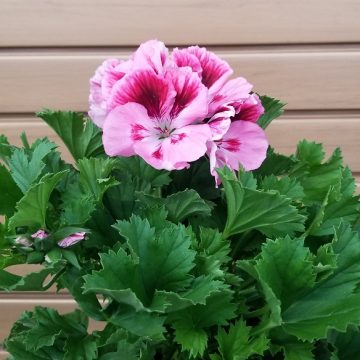 Geranium Regal, Assorted colors - 6"