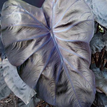 Colocasia Royal Hawaiian® 'Black Coral' - 6" pot