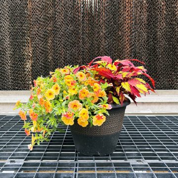Combination 'Fireball' - 10" Patio