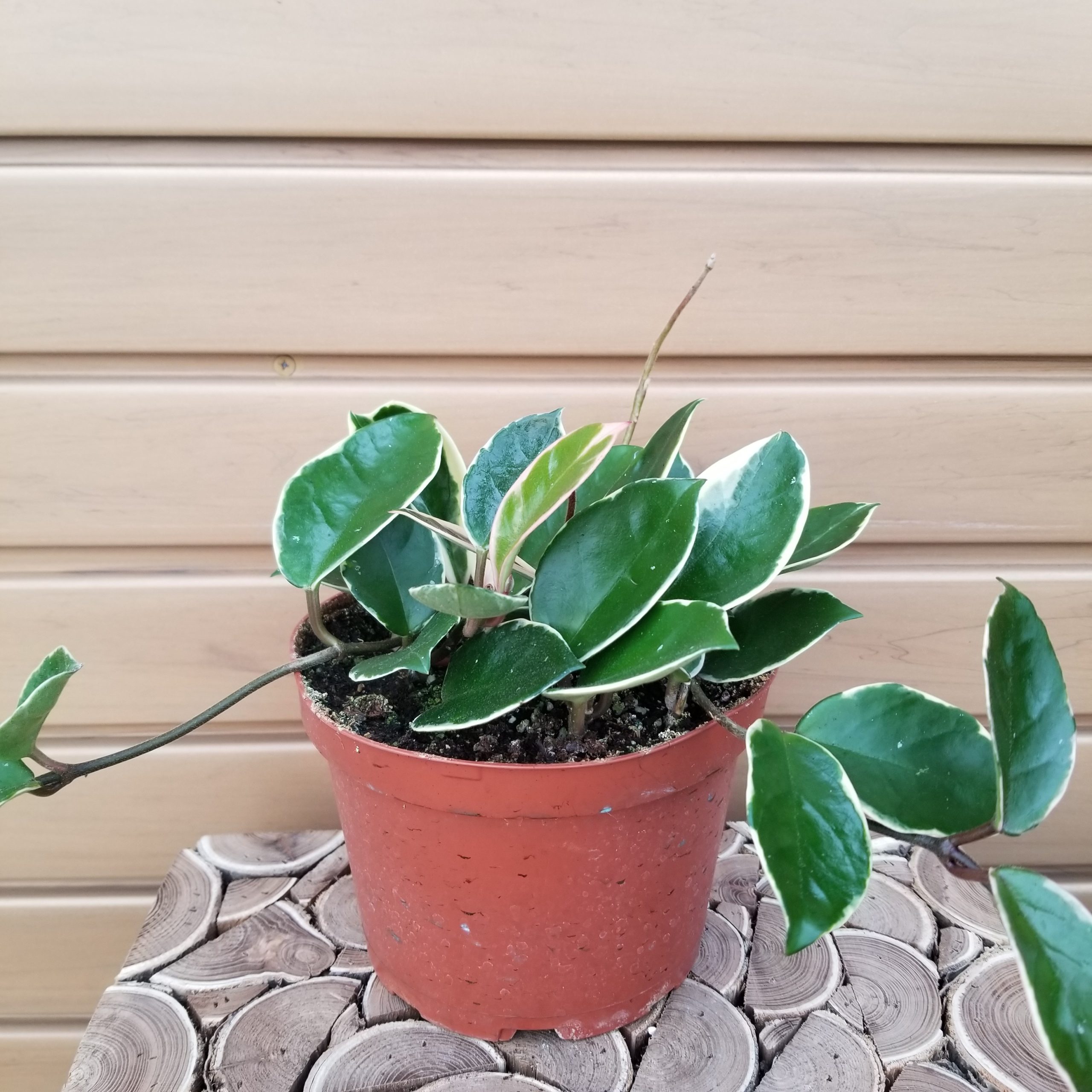 product-49342-1759483960-hoy6tr