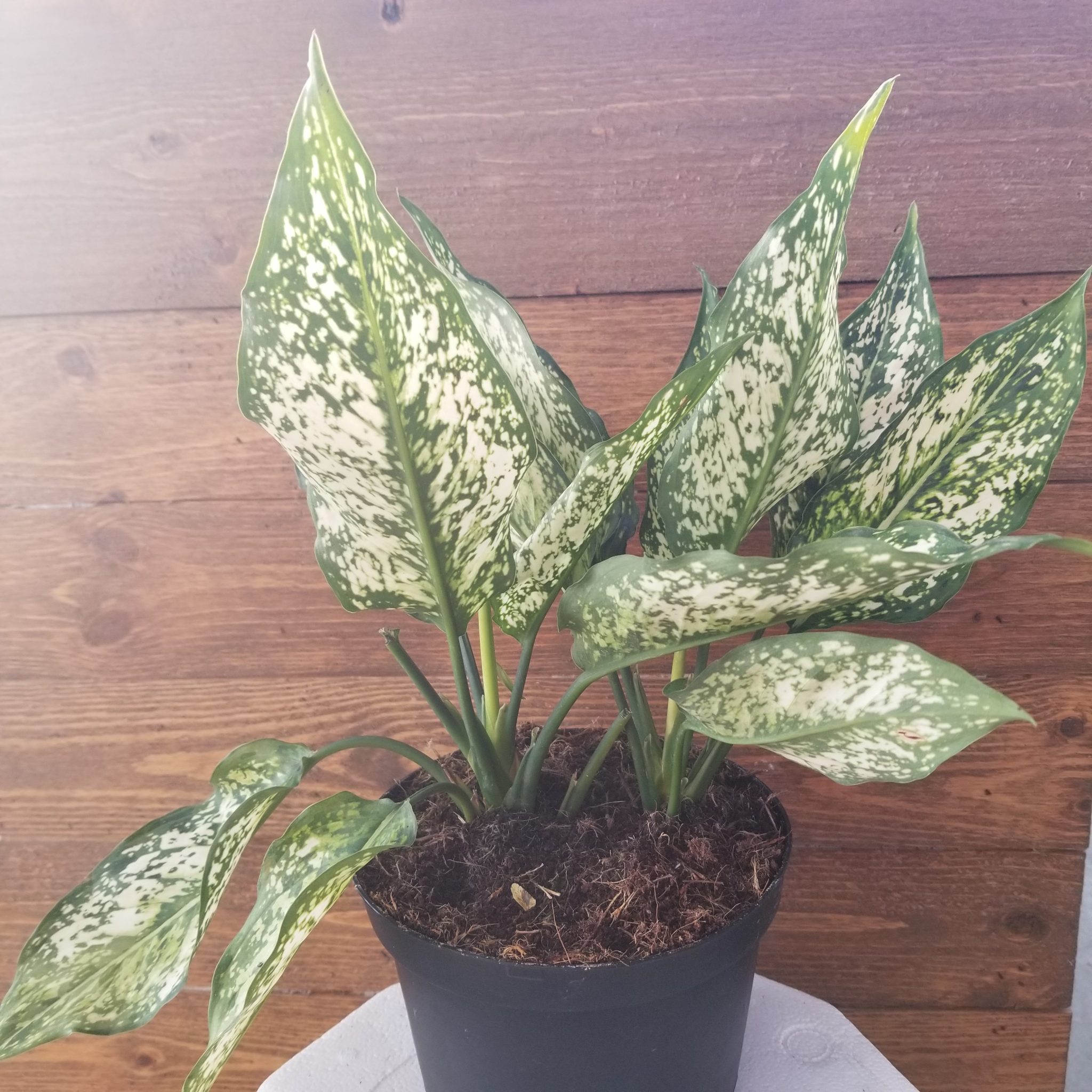 AGLANOEMA 'Spring Snow'- 6