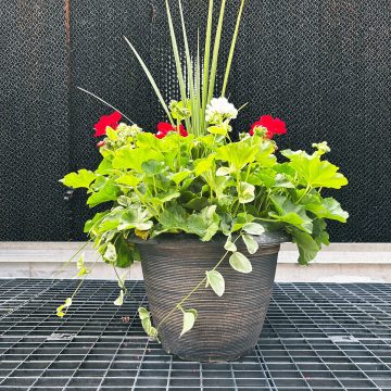 Geranium Combination Caliente® Red & White - 13"
