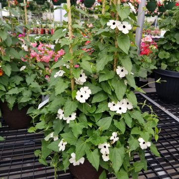 Thunbergia Vine TowerPower™ White- 13" patio pot