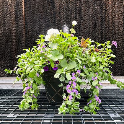 Combination Feelin’ Blue- 17″ Estate Pot