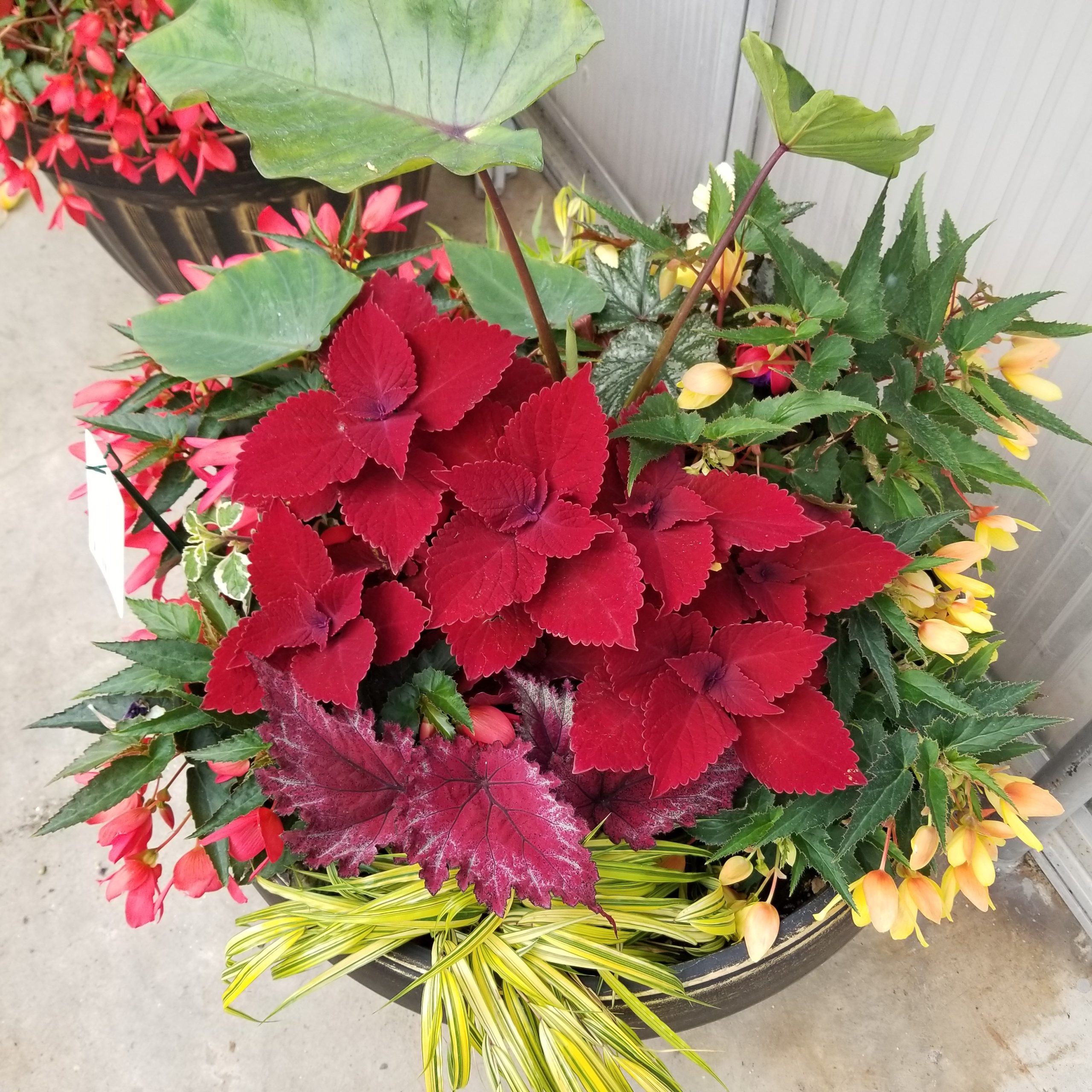 product-52040-1759473998-COMDNP920-22CP